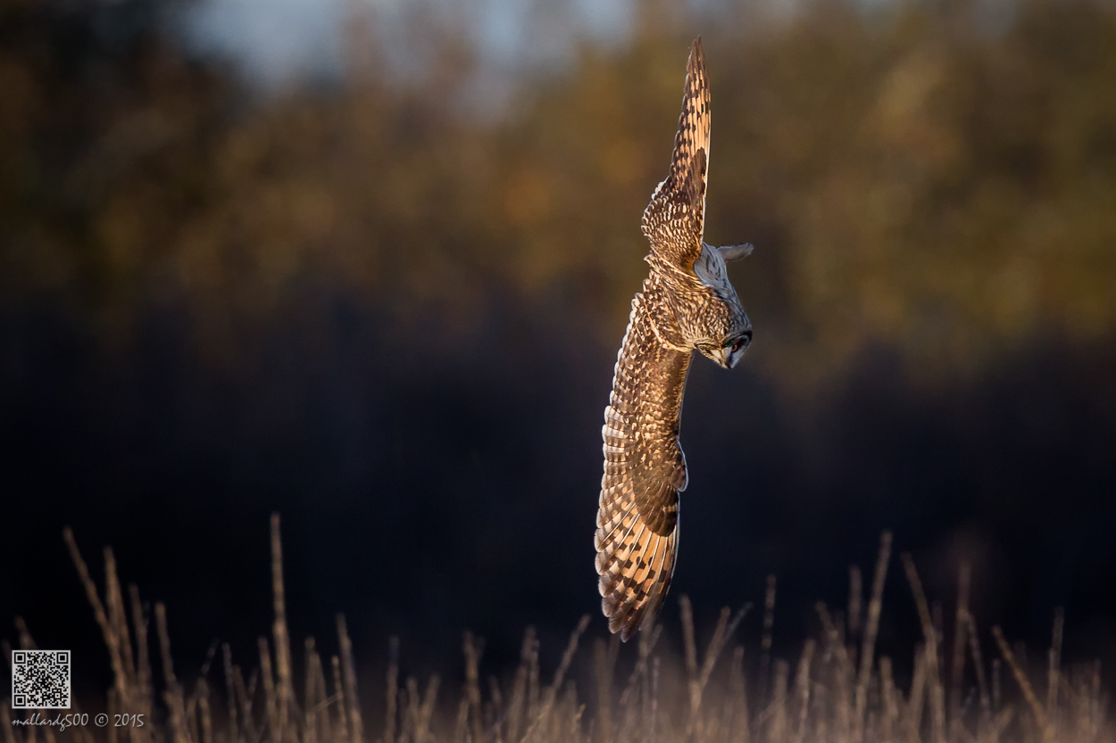 Coyote, Owl and Mountain