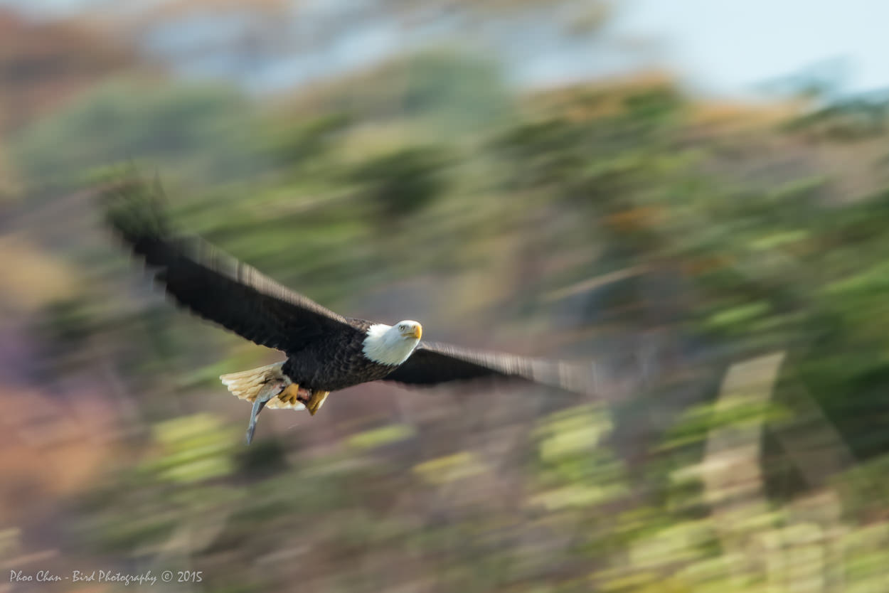 panning shot of birds