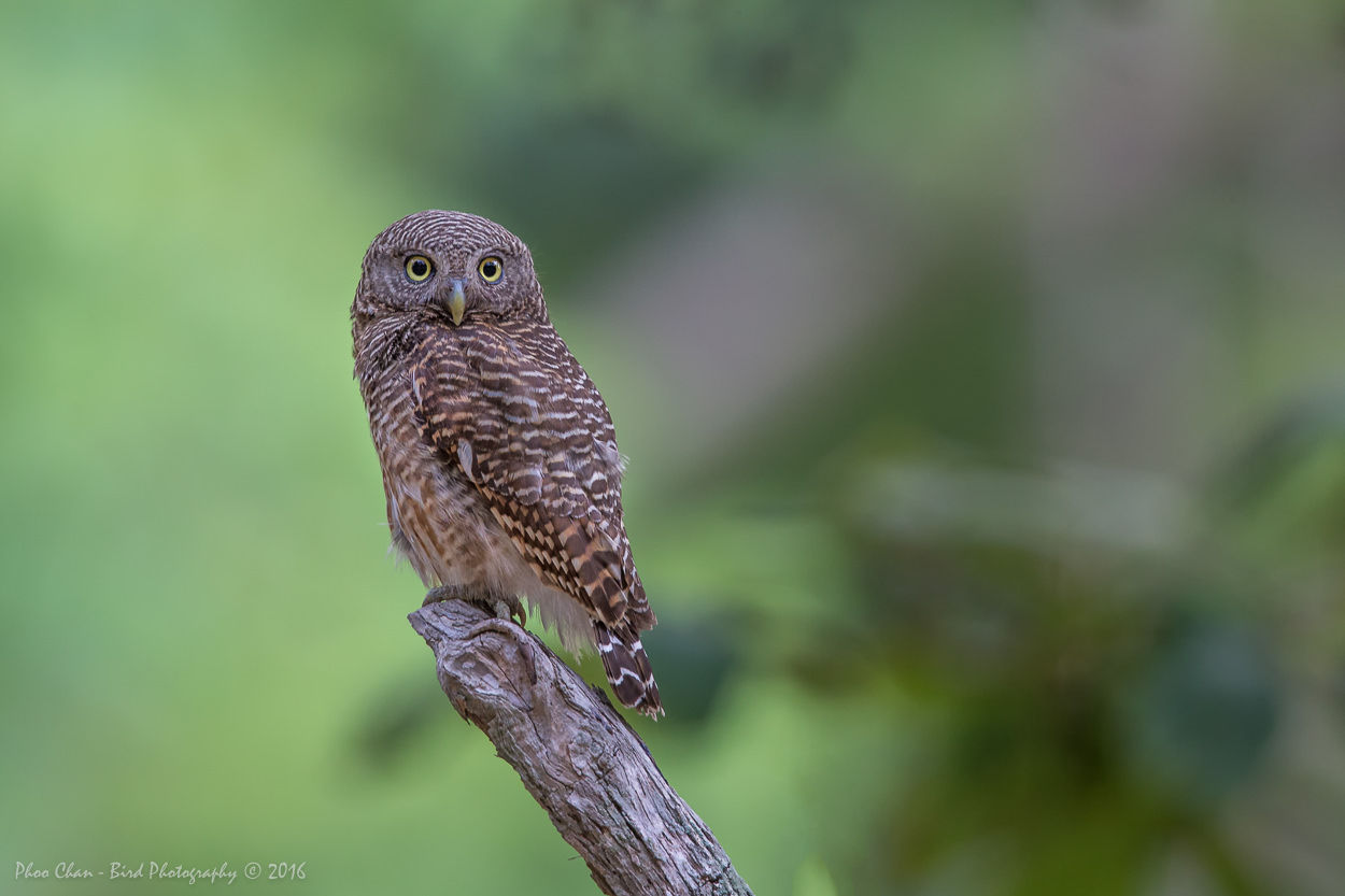 Asian-barred Owlet