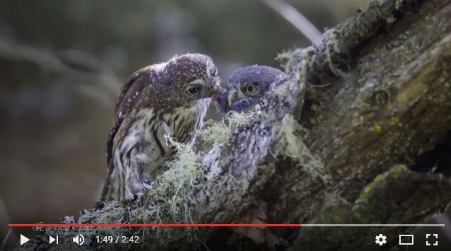 Northern Pygmy Owl of San Mateo