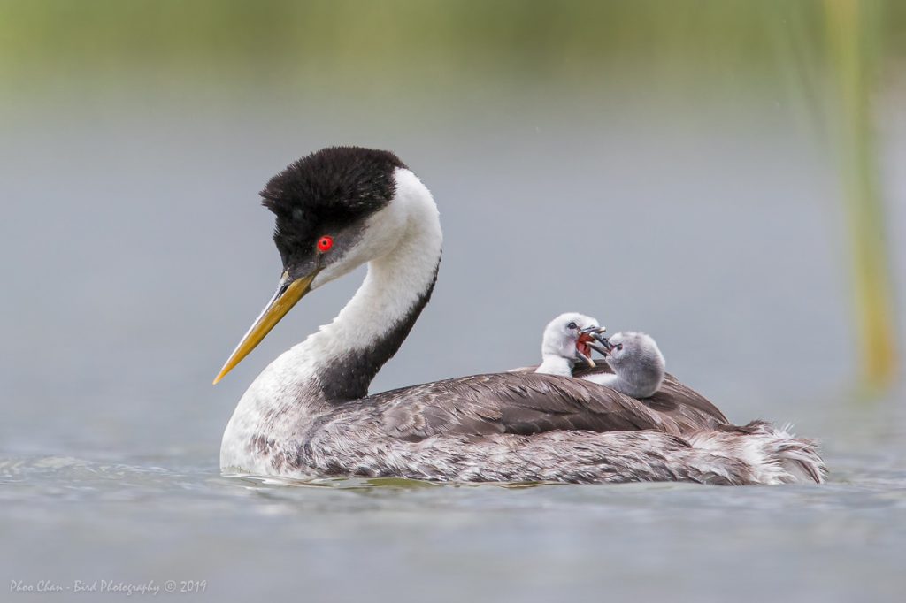 Restless babies upsetting the mother grebe
