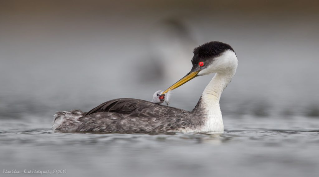 Another feather feeding