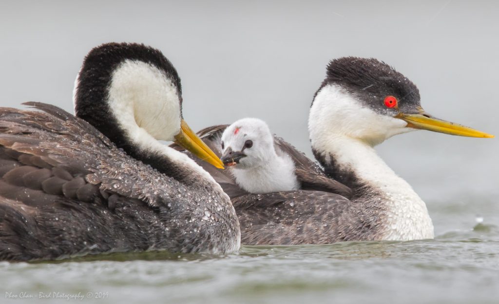 Baby feeding