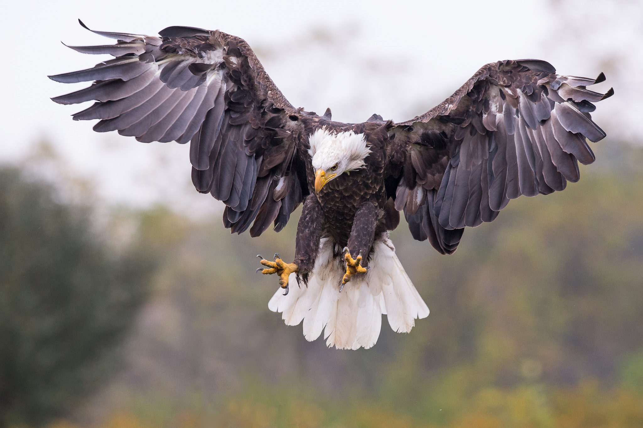 Eagles landing mammogram