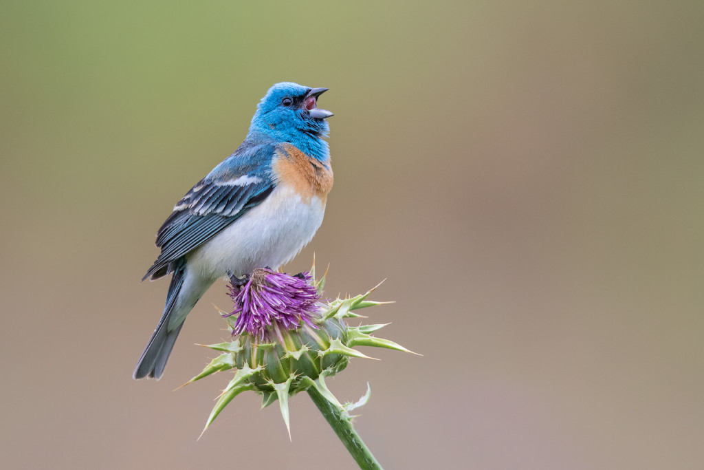 the-beauty-of-the-lazuli-bunting