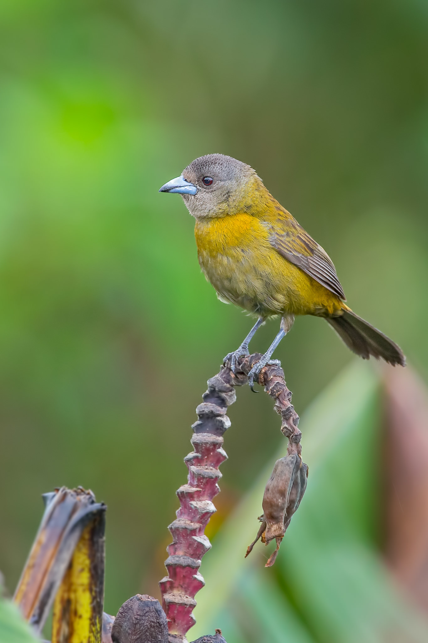TANAGERS OF COSTA RICA