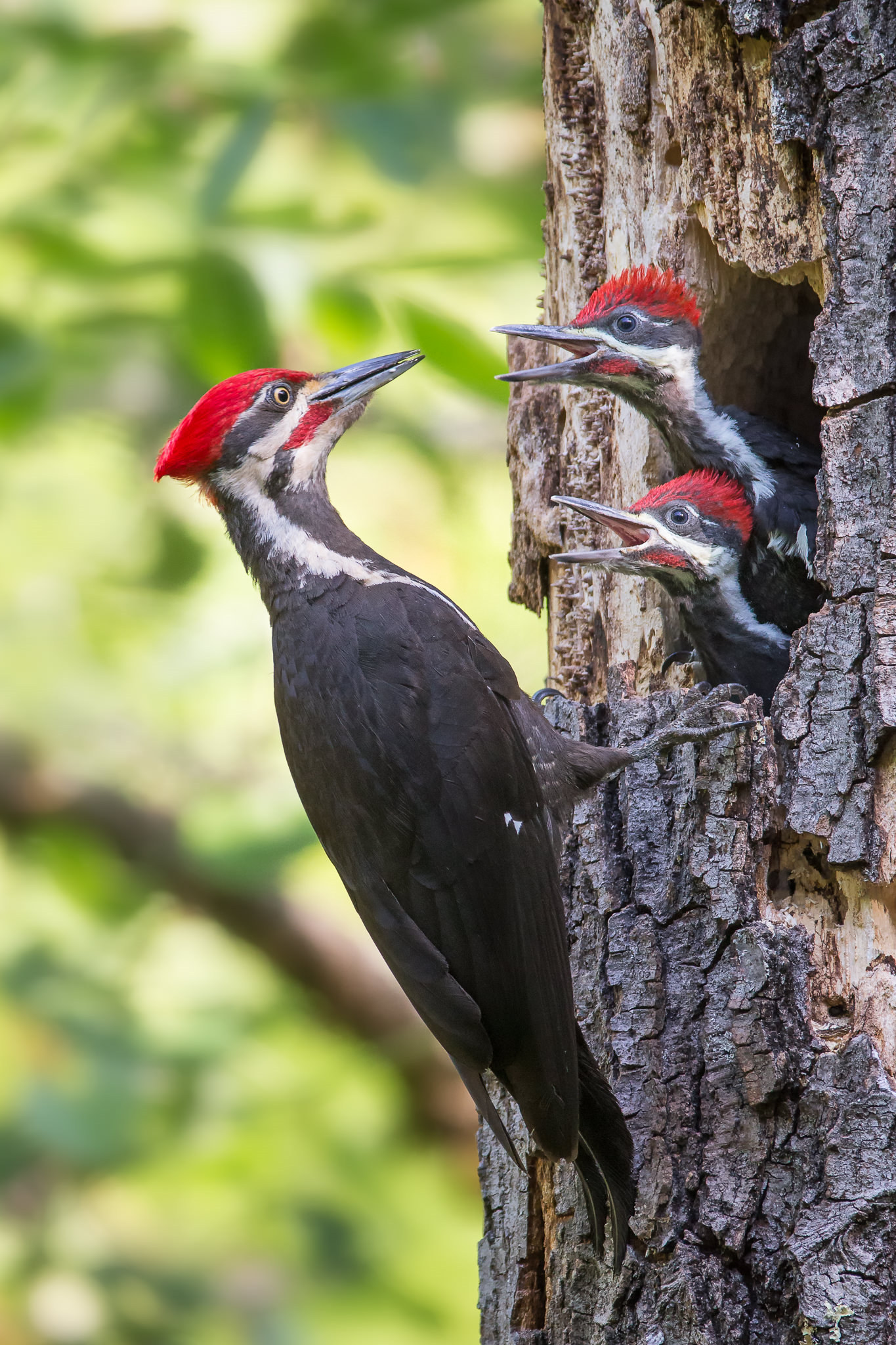 imperial woodpecker