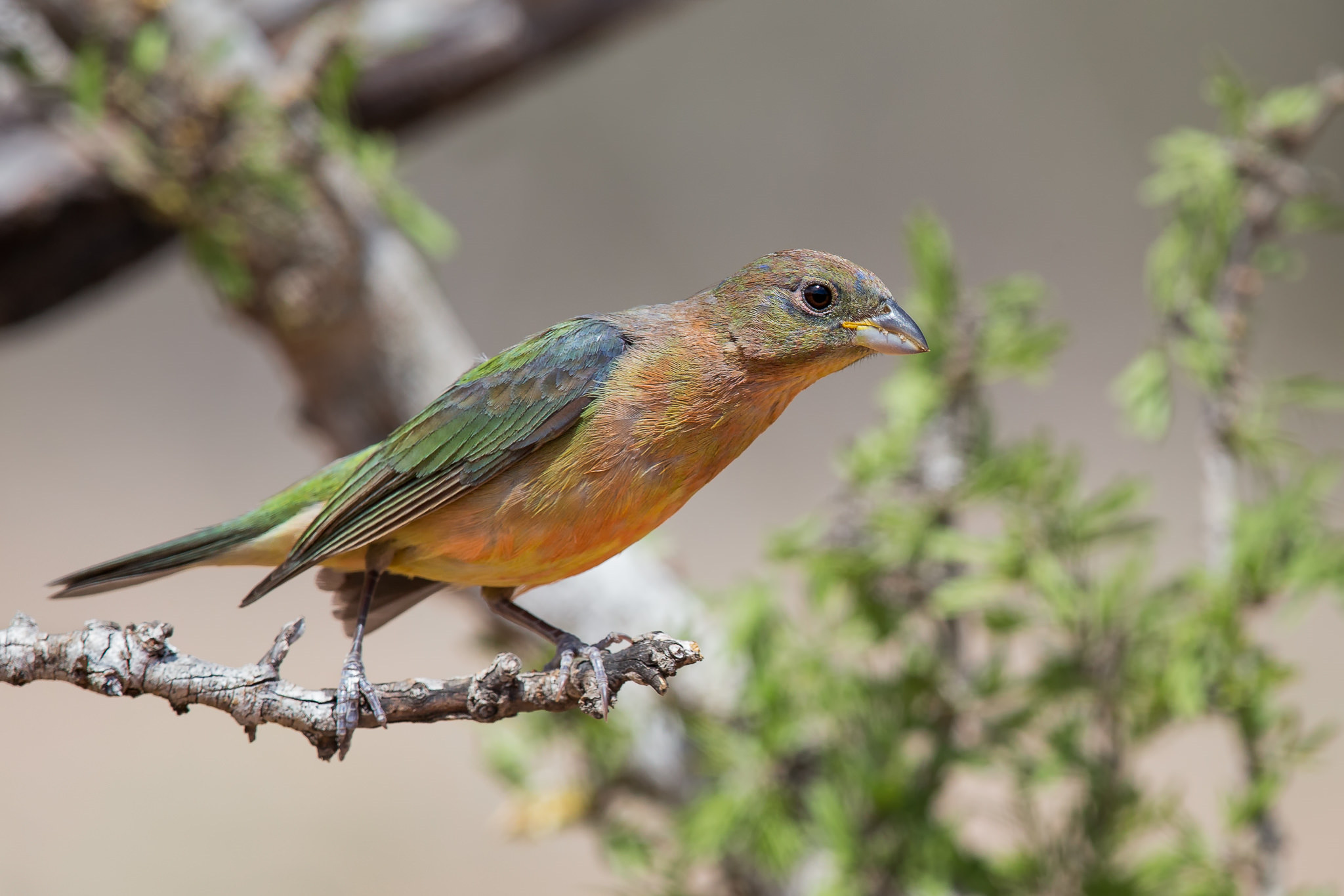 PAINTED BUNTING