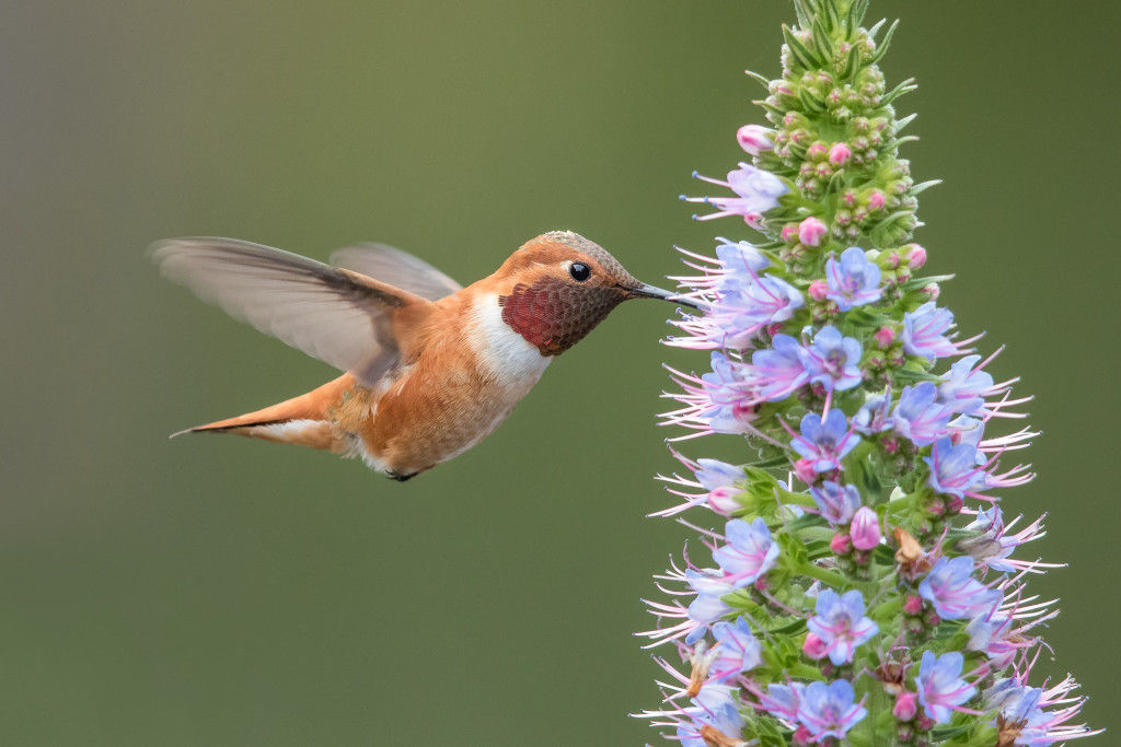 THE RUFOUS HUMMINGBIRD