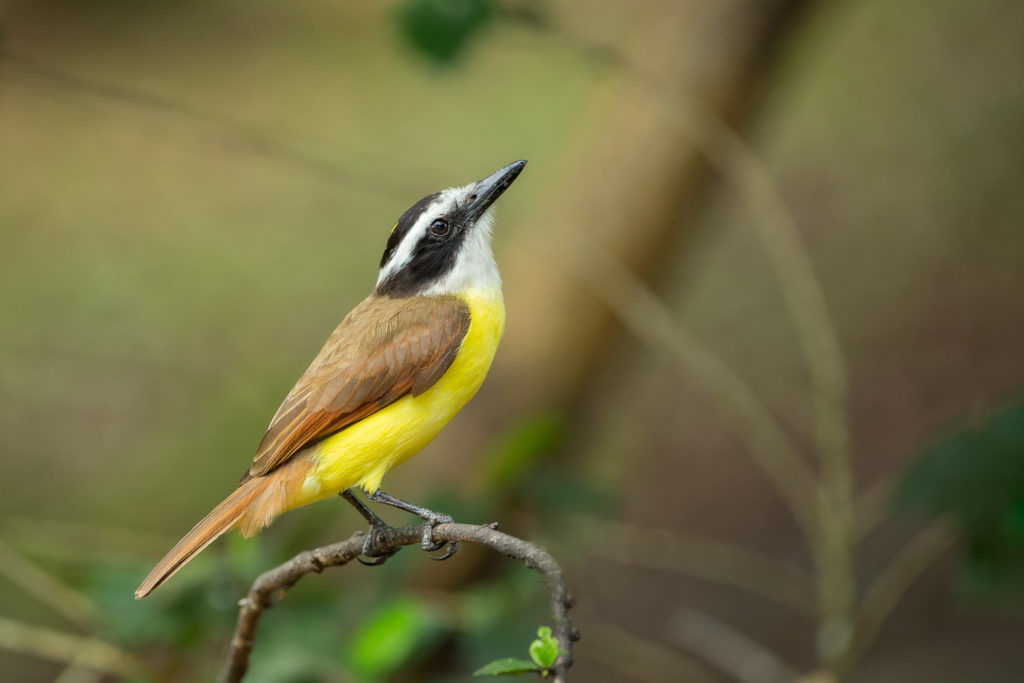 THE GREAT KISKADEE