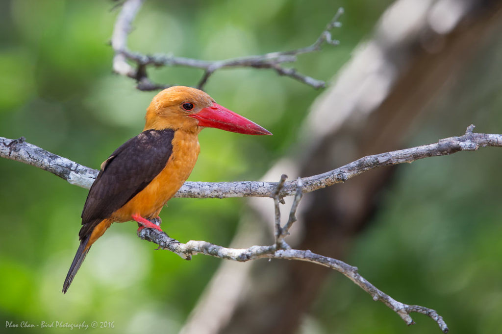 Birding in Thailand