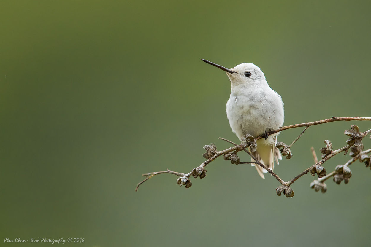 A Rare Sighting of a Leucistic Hummingbird