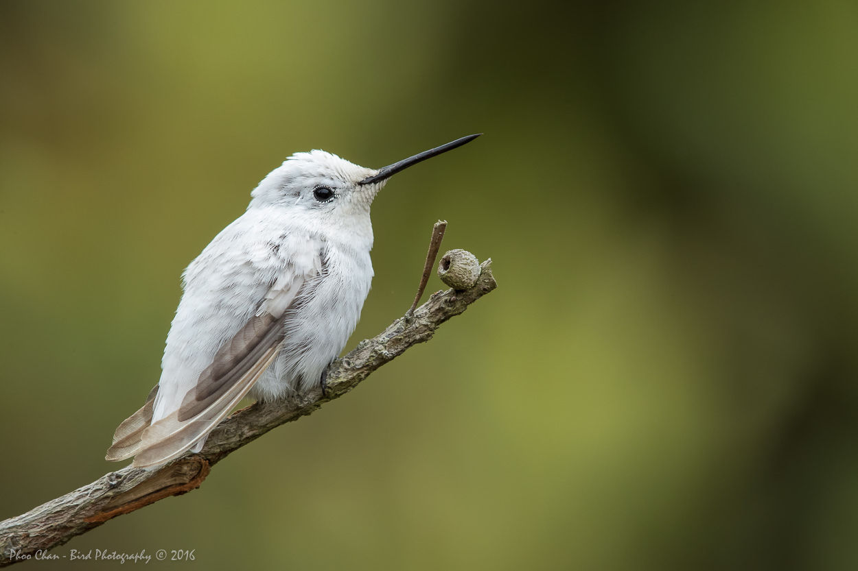 A Rare Sighting of a Leucistic Hummingbird