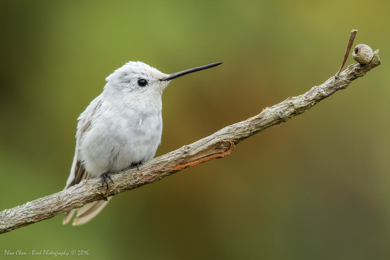 A Rare Sighting of a Leucistic Hummingbird