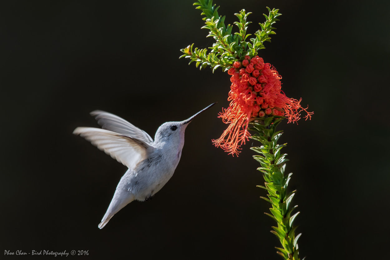 A Rare Sighting of a Leucistic Hummingbird