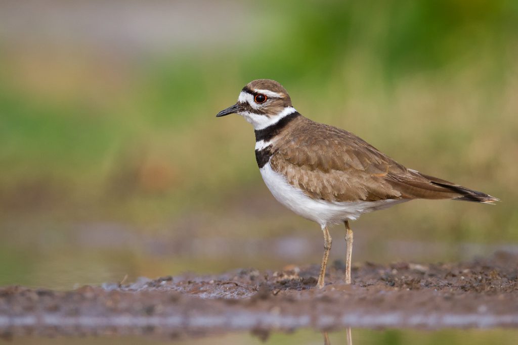 THE KILLDEER